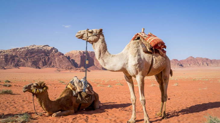 camels